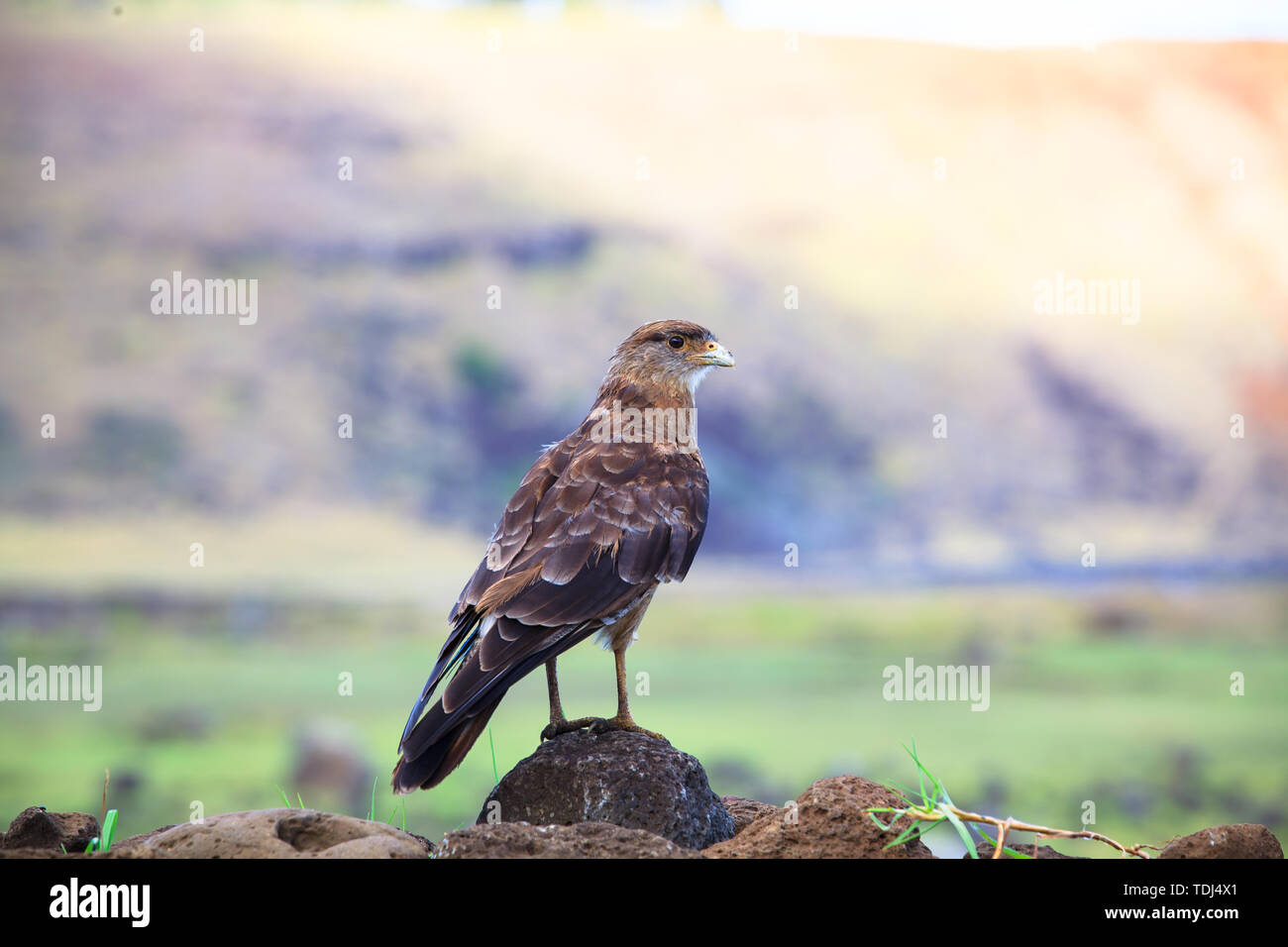 Südamerika, namens Falcon, die am weitesten entfernten Insel von der festlandsockel fotografiert - - - die Osterinsel. Stockfoto