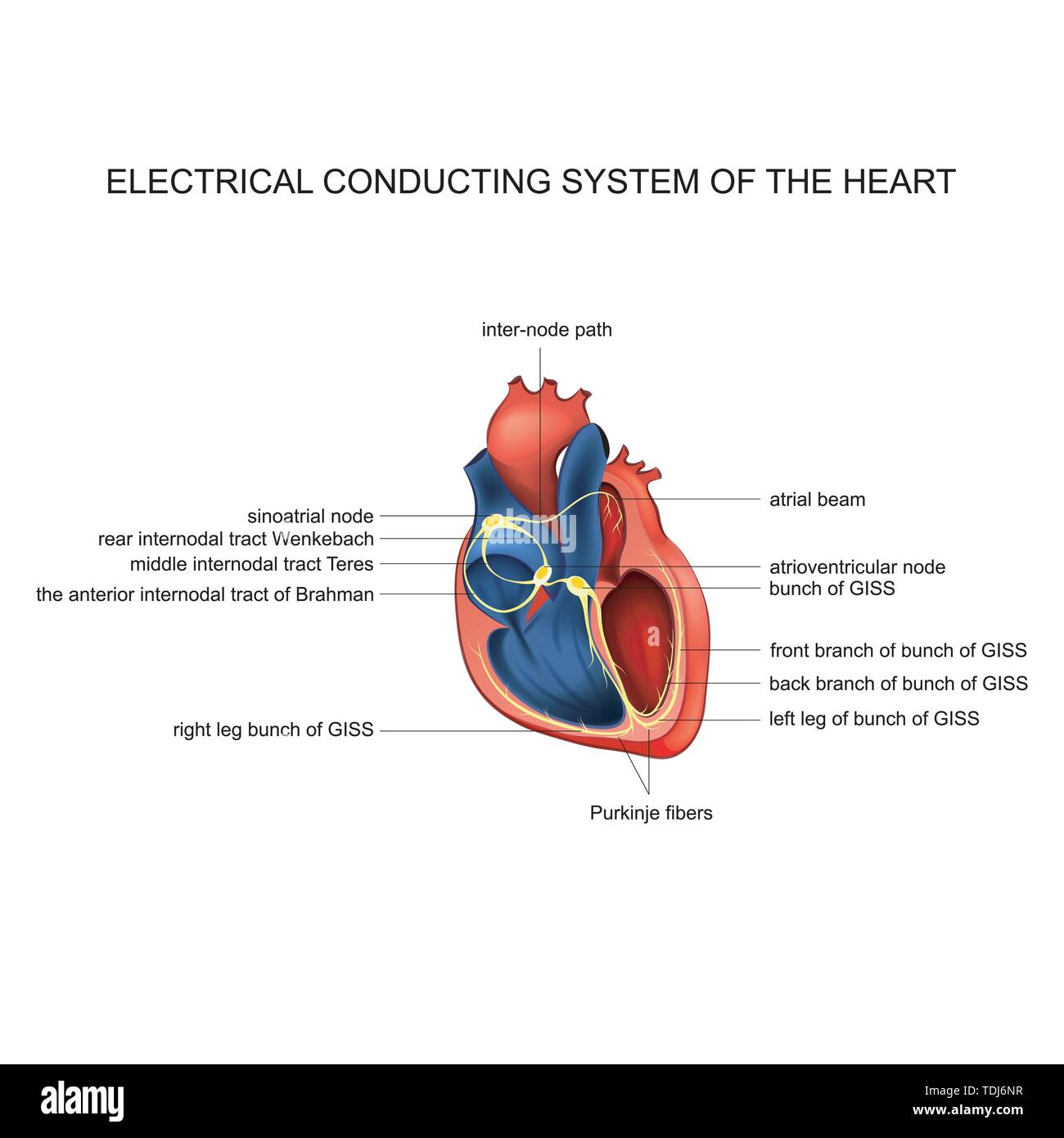 Vector Abbildung: elektrische Reizleitungssystem des Herzens Stock Vektor