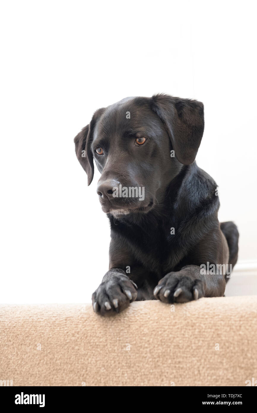 Eine 5 Jahre alte weibliche schwarzer Labrador liegen am oberen Ende der Treppe. Stockfoto