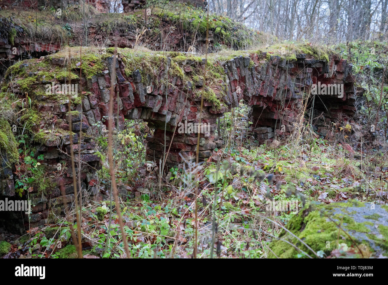 Alte steinerne Brücke im Wald während der Tageszeit Stockfoto