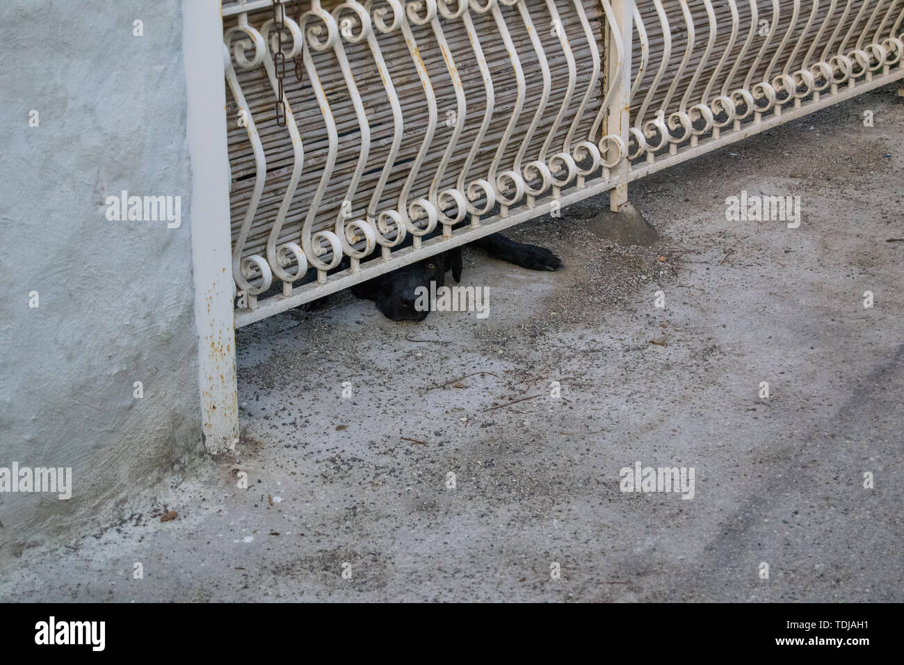 Black Dog sieht aus unter der eisernen Zaun Stockfoto