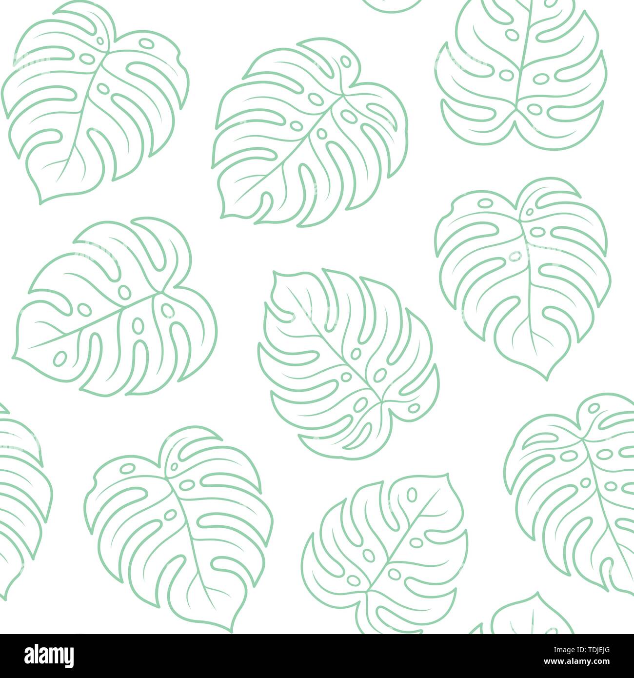 Monstera Blatt nahtlose Muster, Licht umriss Grn auf weiem Hintergrund.  Einfache Hand gezeichnet exotischen Pflanze Bltter. Tropischer Sommer  Textur Vektor illustr Stock-Vektorgrafik - Alamy