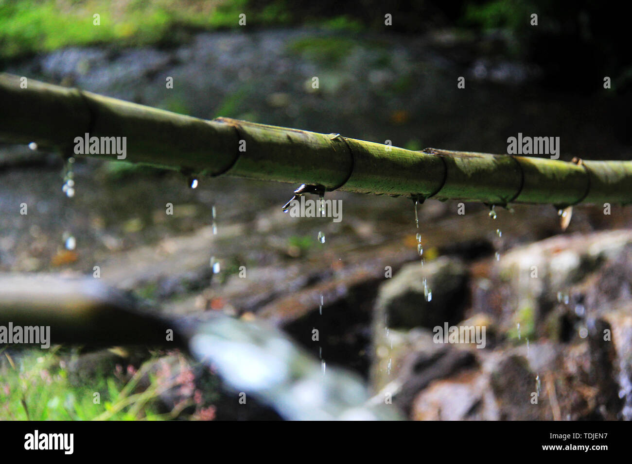 Fließendes Wasser im Bambuswald in Maoershan, der Stadt Guilin Stockfoto