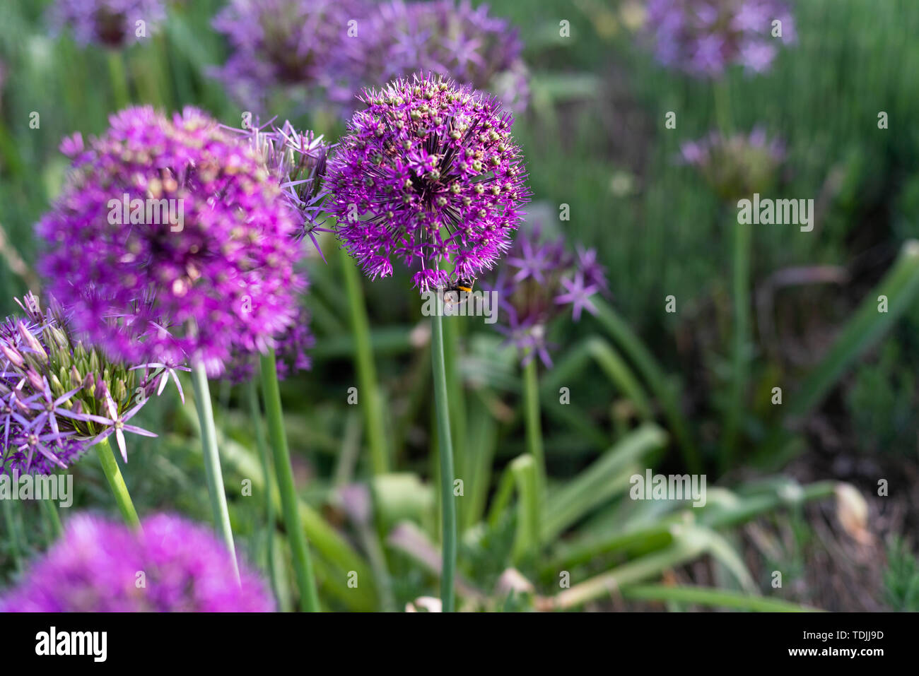 Eine Biene sammelt Pollen von Allium aflatunense blüht im Garten Stockfoto