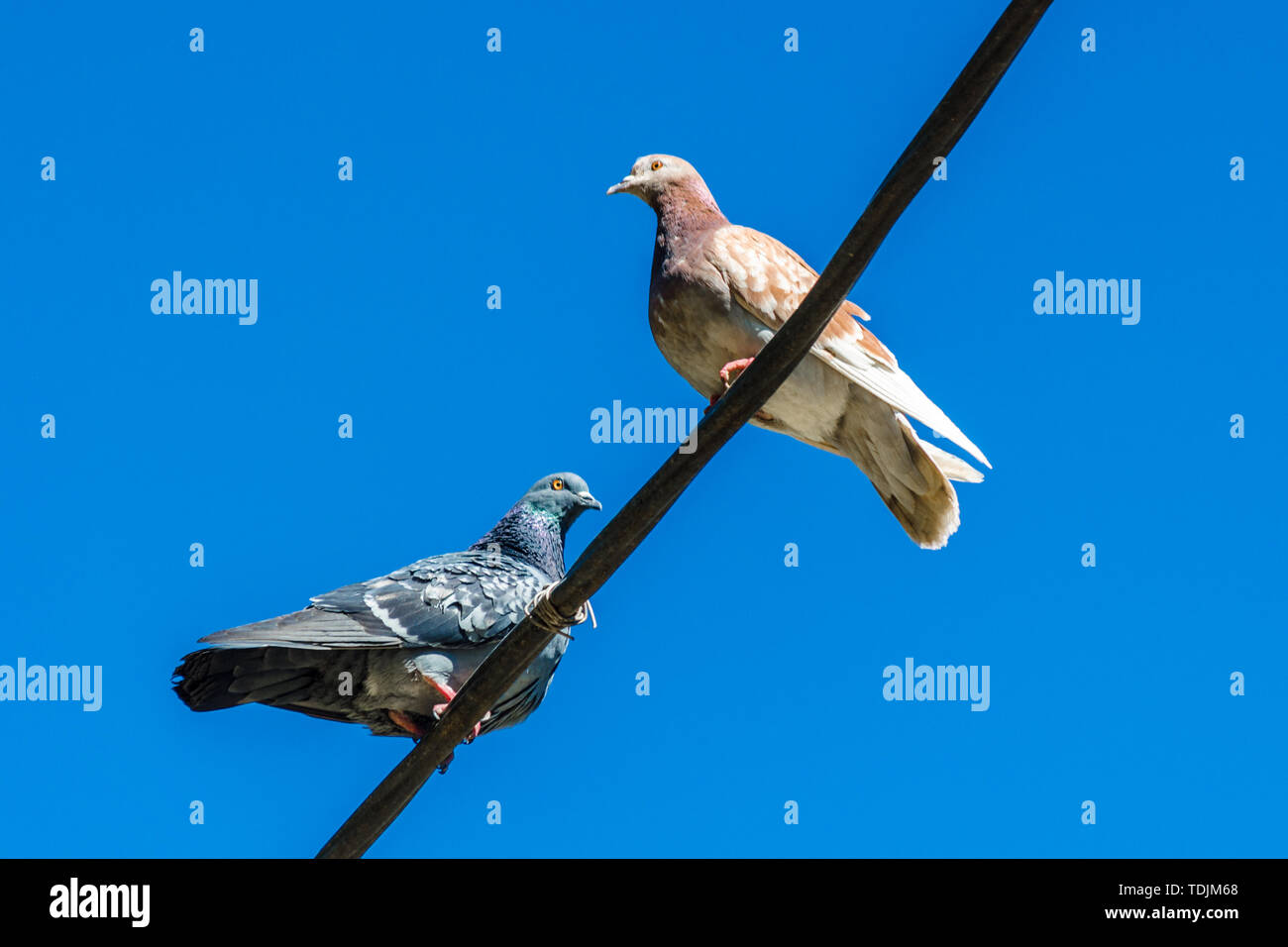 Licht und grauen Tauben liegt hoch auf einer Straße die Drähte gegen einen blauen Himmel. Nahaufnahme eines einsamen zwei städtische Tauben einander gegenüber sitzen. Ort Stockfoto