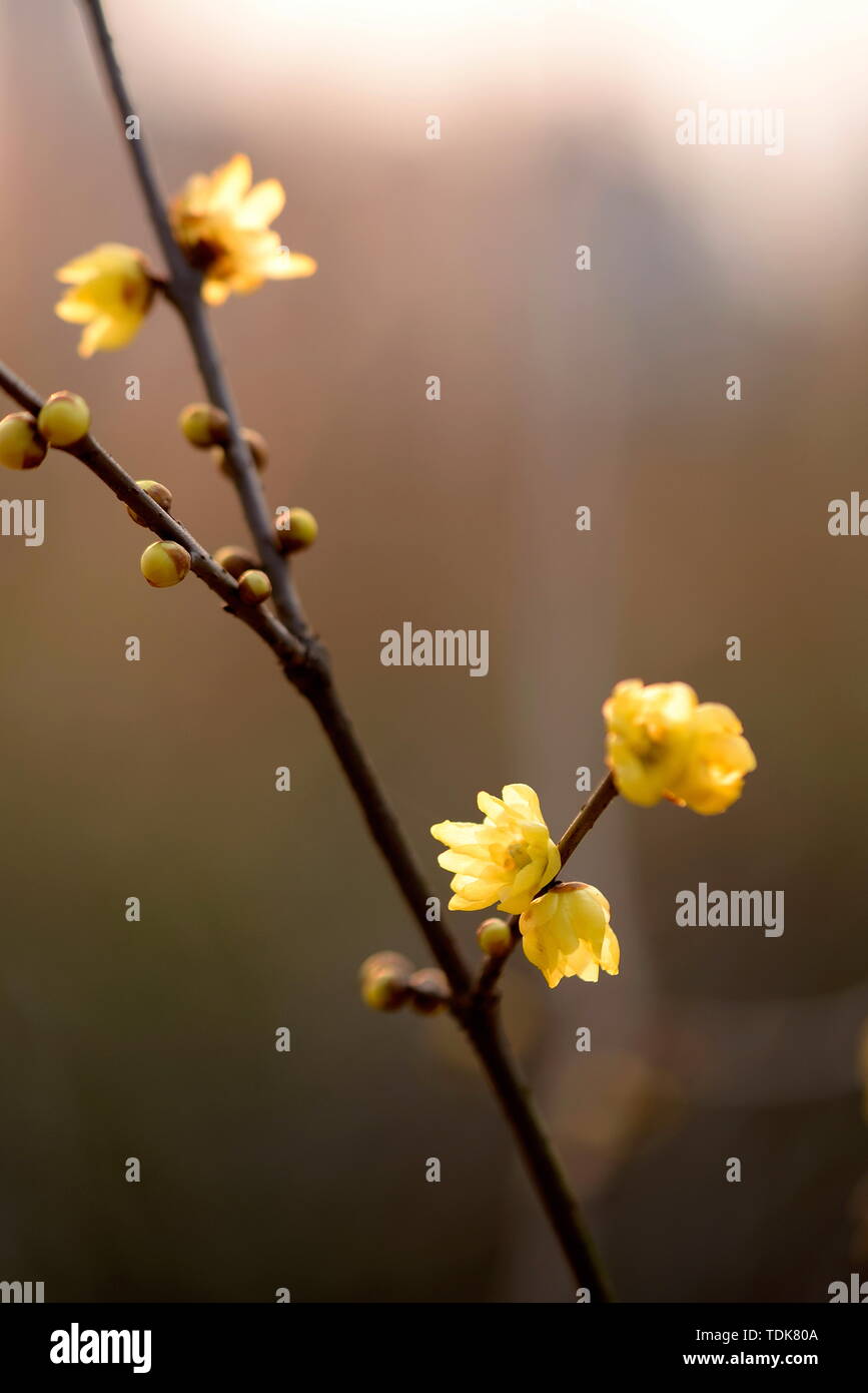 Plum flower Stockfoto