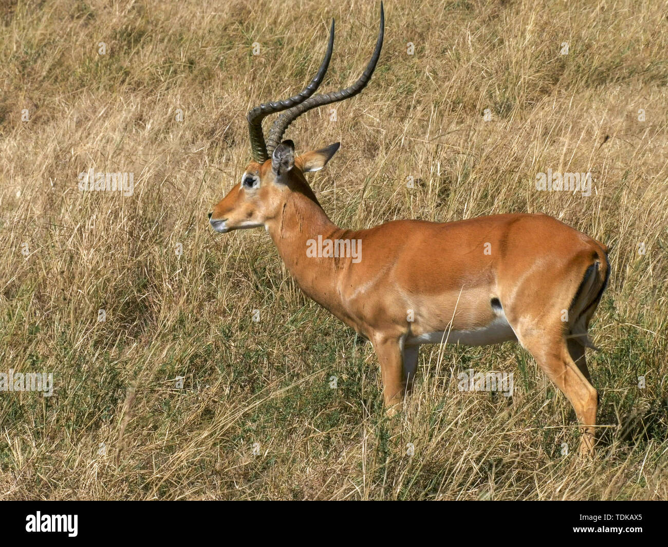 Eine Beweidung Impala schaut in Richtung der Kamera nimmt dann die Fütterung in der Masai Mara, Kenia Stockfoto