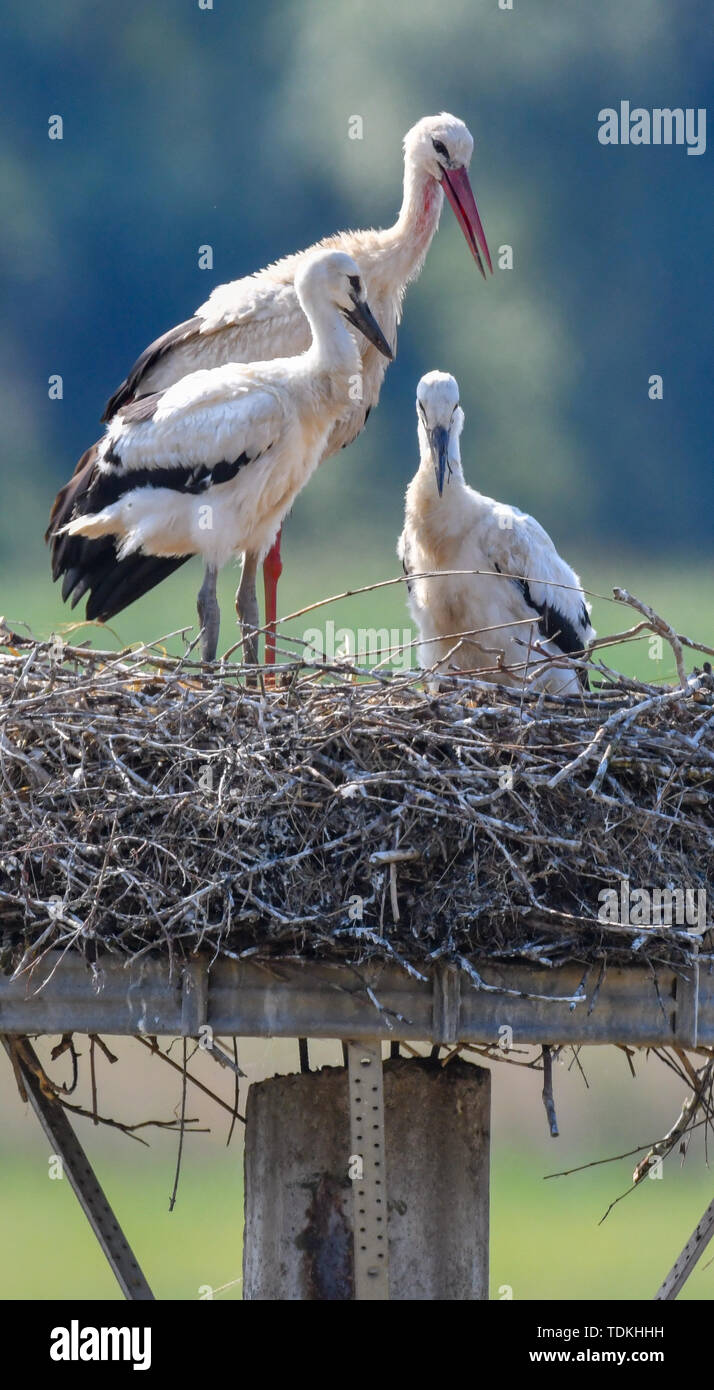 17. Juni 2019, Brandenburg, Strützkow: ein Weißstorch (Ciconia ciconia) steht zusammen mit zwei junge Tiere in einem Nest in der Ortsmitte von Stützkow in den Nationalpark Unteres Odertal. Foto: Patrick Pleul/dpa-Zentralbild/ZB Stockfoto