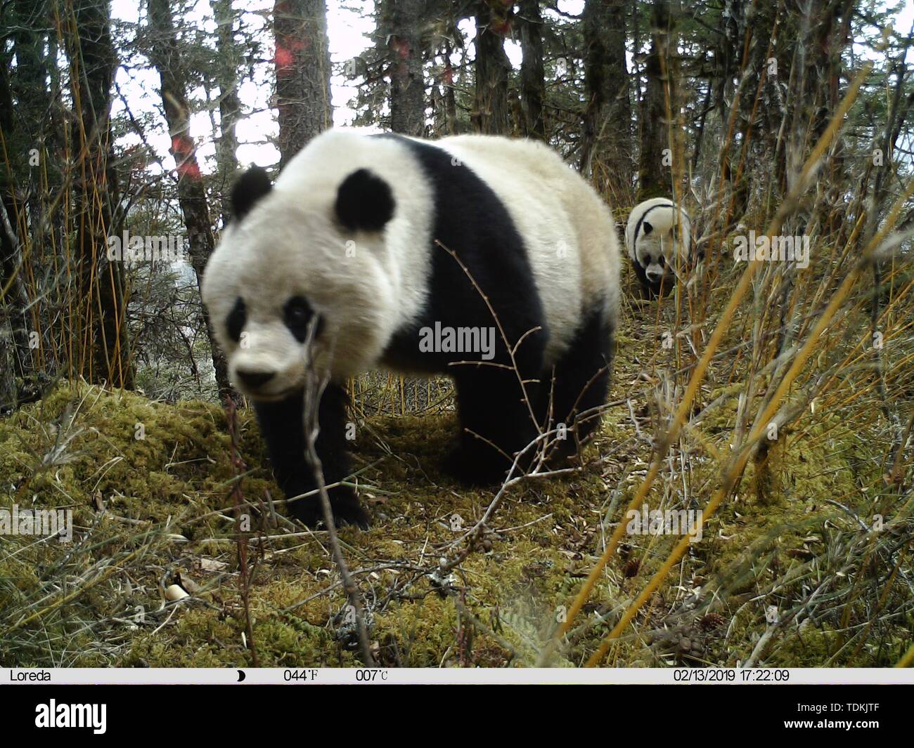 (190617) - CHENGDU, 17. Juni 2019 (Xinhua) - eine weibliche Panda und ihr Junges in der huanglong Naturschutzgebiet in der tibetischen autonomen Präfektur der Aba, der Südwesten Chinas Provinz Sichuan, März 13, 2019 gesehen. Ein panda Mutter und ihr Junges wurden von Infrarotkameras in einem Naturschutzgebiet in Sichuan gefangen, und die Cub beschädigt eine Kamera, lokale Behörden, sagte Montag. Drei Sätze von Fotos und ein kurzes Video von den paar wurden zwischen Januar und April dieses Jahres in der huanglong Naturschutzgebiet in der tibetischen autonomen Präfektur von Aba erfasst. Experten sagten, die auf Basis der Analyse der Pan Stockfoto