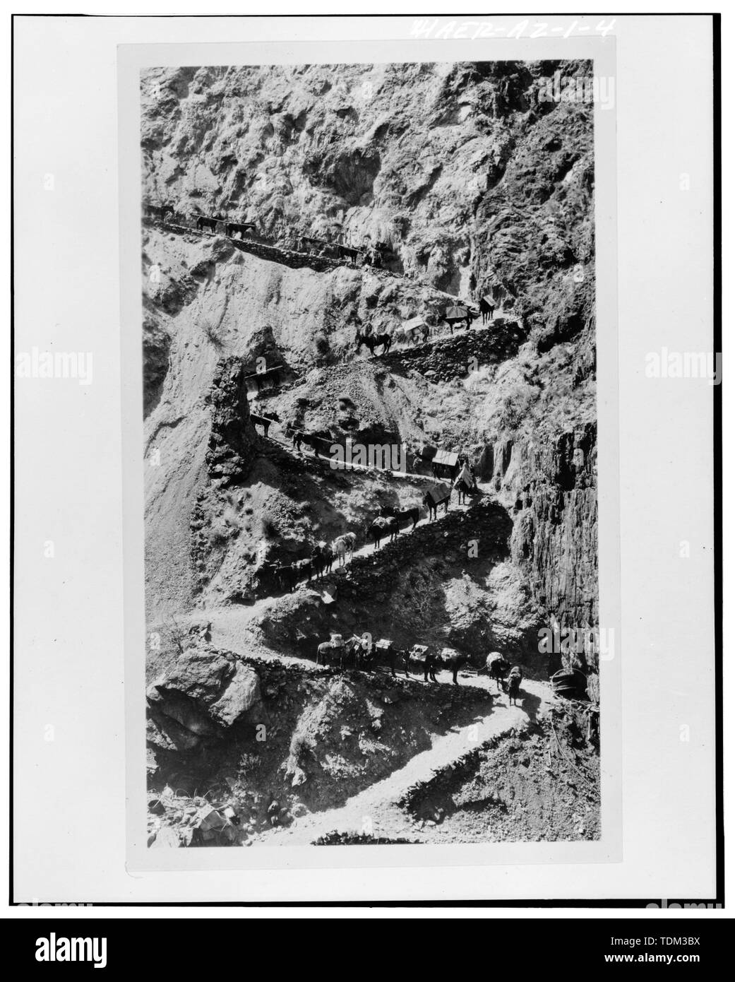 PACK ZUG WARTEN ZU ENTLADEN AM FUSS DER YAKI TRAIL. Etwa zweieinhalb Tonnen Stahl an Tieren gezeigt. Hinweis der Spule von 1-1-2' WIND KABEL IM VORDERGRUND. - Kaibab Trail Suspension Bridge Spanning Colorado River, Grand Canyon, Coconino County, AZ Stockfoto