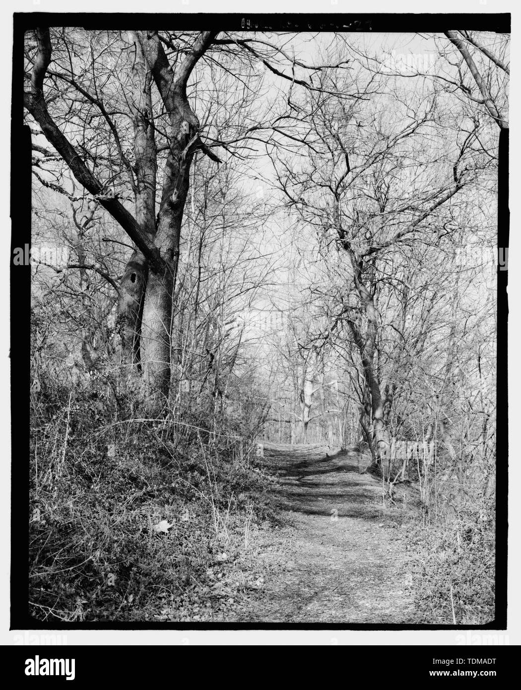 Weg parallel zum Fluss, Blick nach Norden - John bartram Haus und Garten, 54th Street und Lindbergh Boulevard, Philadelphia, Philadelphia County, PA; Bartram, John; Bartram, William; Eastwick, Andrew; Carr, Ann Bartram; Carr, Robert; Bartram, John; Carr, John bartram; Meehan, Thomas; Sargent, Charles S; John bartram Association; Fry, Joel T, Historiker; Elliott, Joseph, Fotograf; Calderon, David, delineator; Jorge Luis Arzola, Robert R, Projekt Manager Stockfoto