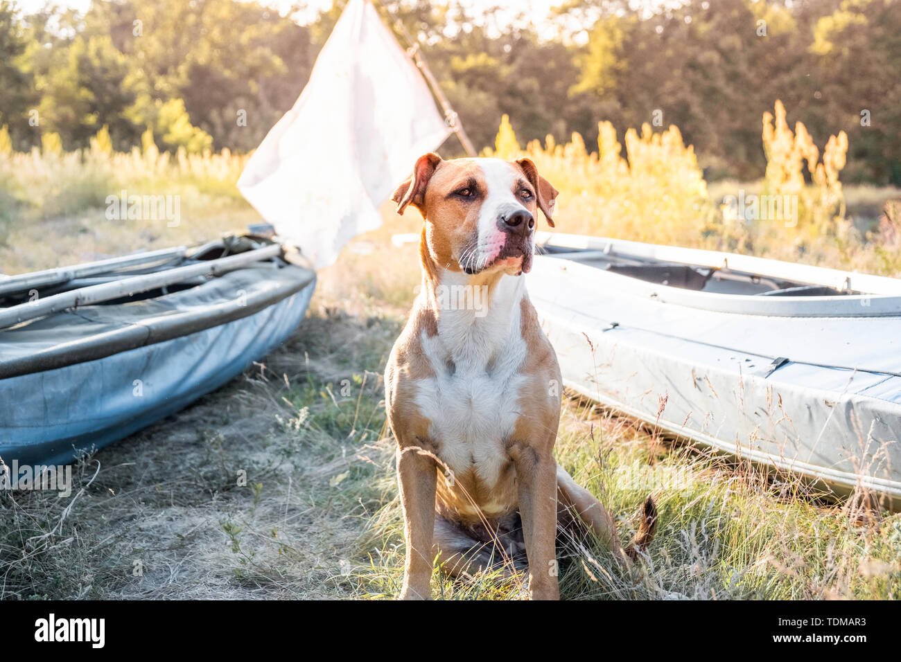 Ein Hund sitzt vor dem Kanu Boote im schönen Abendlicht. Aktive Erholung mit Haustieren Konzept: American Staffordshire Terrier in einem Kajak ri Stockfoto