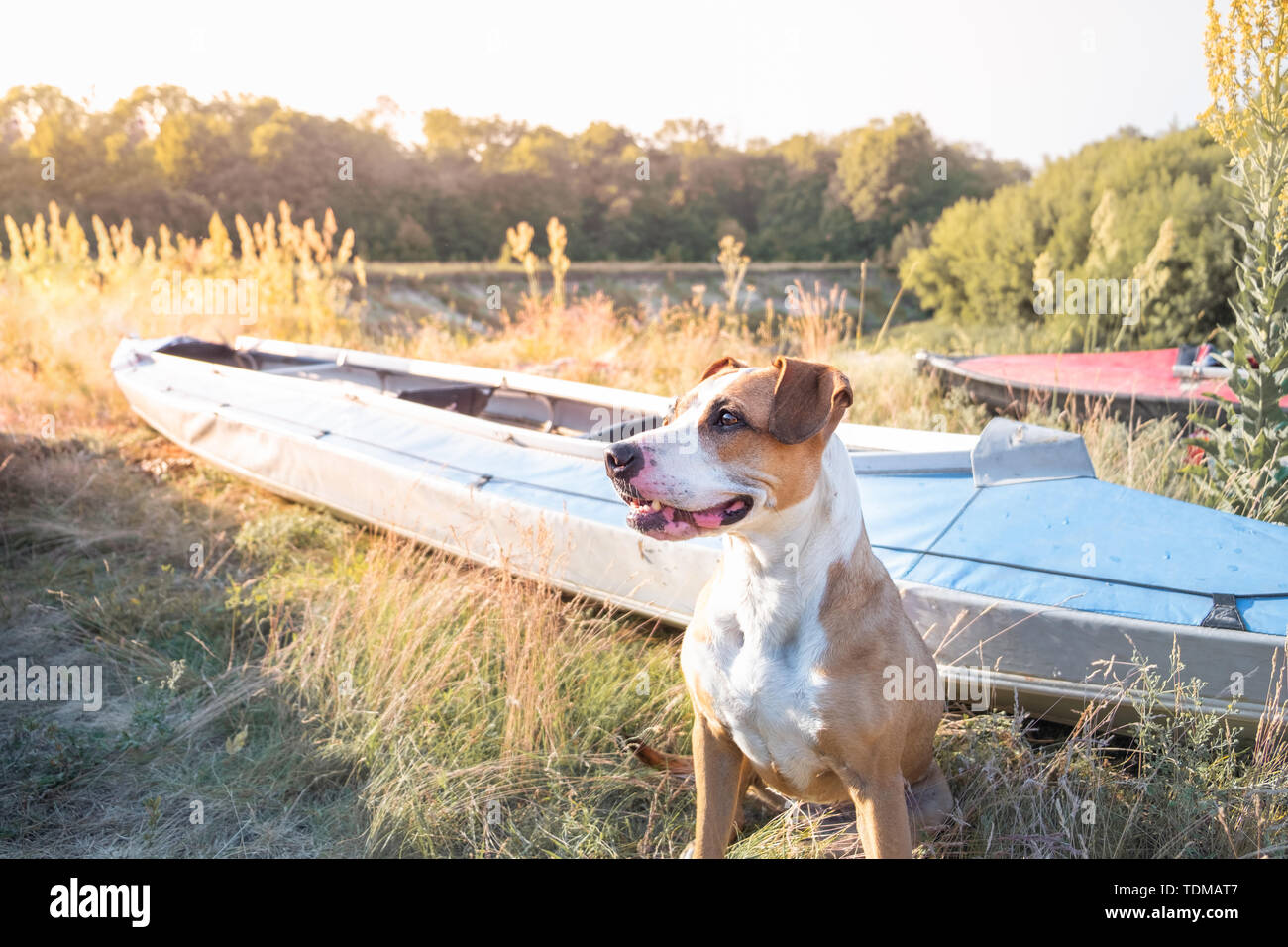 Ein Hund sitzt vor dem Kanu Boote im schönen Abendlicht. Aktive Erholung mit Haustieren Konzept: American Staffordshire Terrier in einem Kajak ri Stockfoto