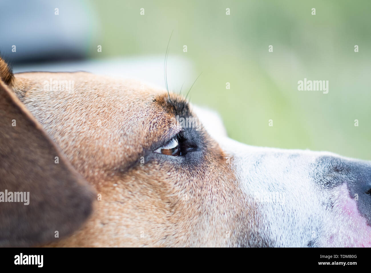 Close-up Portrait eines Hundes, Seitenansicht erschossen. Makro-ansicht des Auges im Freien ist ein Hund in den natürlichen Bedingungen, geringe Tiefenschärfe Stockfoto