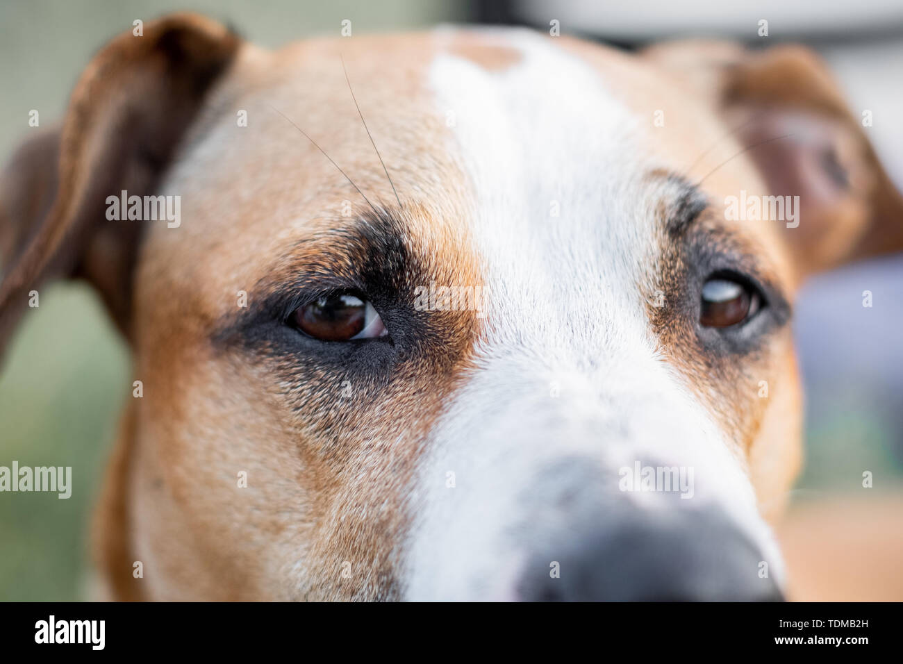 Close-up Portrait eines Hundes, konzentrierte sich auf die Augen. Makro-ansicht des Hundes Augen im Freien unter natürlichen Bedingungen, geringe Tiefenschärfe Stockfoto
