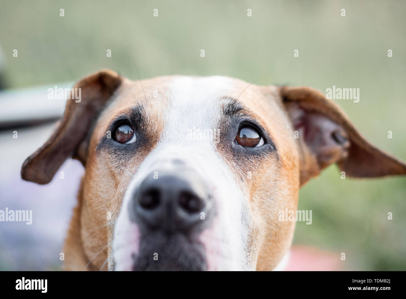 Close-up Portrait von einem Hund suchen, die auf den Augen. Makro-ansicht des Hundes Augen im Freien unter natürlichen Bedingungen, geringe Tiefenschärfe Stockfoto