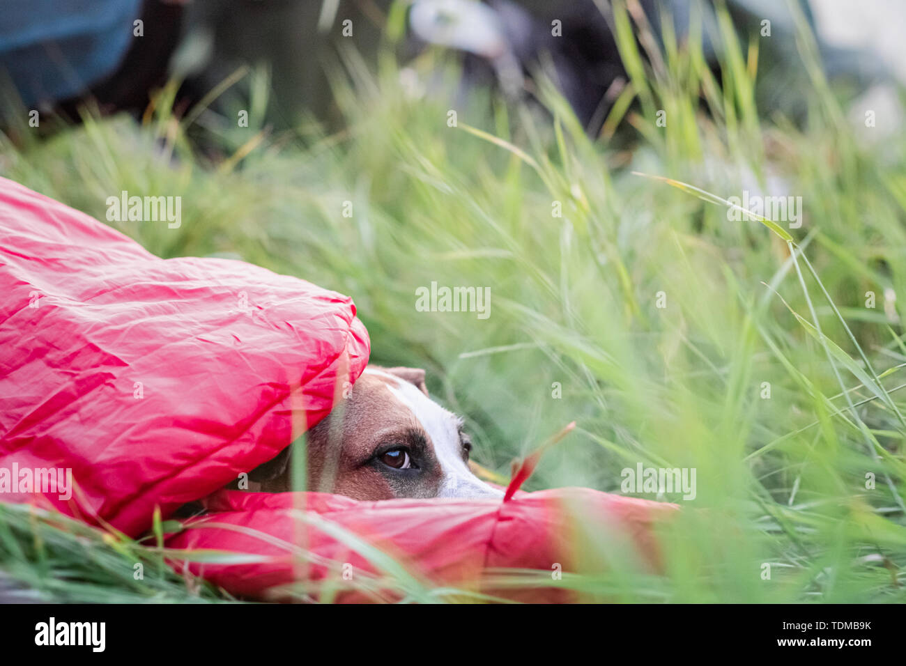 Ein Hund ruht in einem Schlafsack im hohen Gras auf einem Campingplatz. Aktive Erholung mit Haustieren Konzept: American Staffordshire Terrier ruht Komf Stockfoto