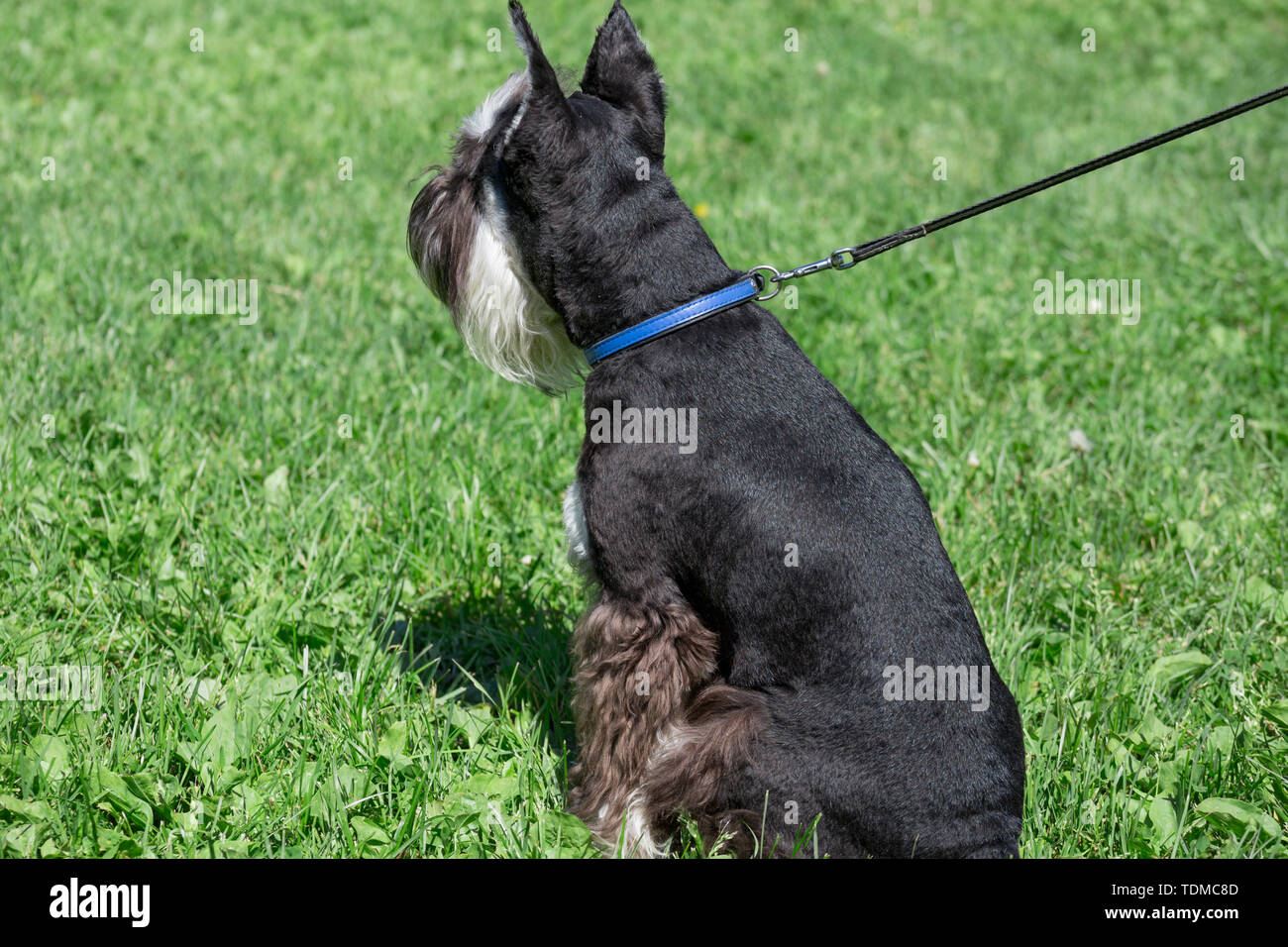 Cute zwergschnauzer Welpen steht auf einer grünen Wiese. Zwergschnauzer oder Zwerg Schnauzer. Heimtiere. Stockfoto