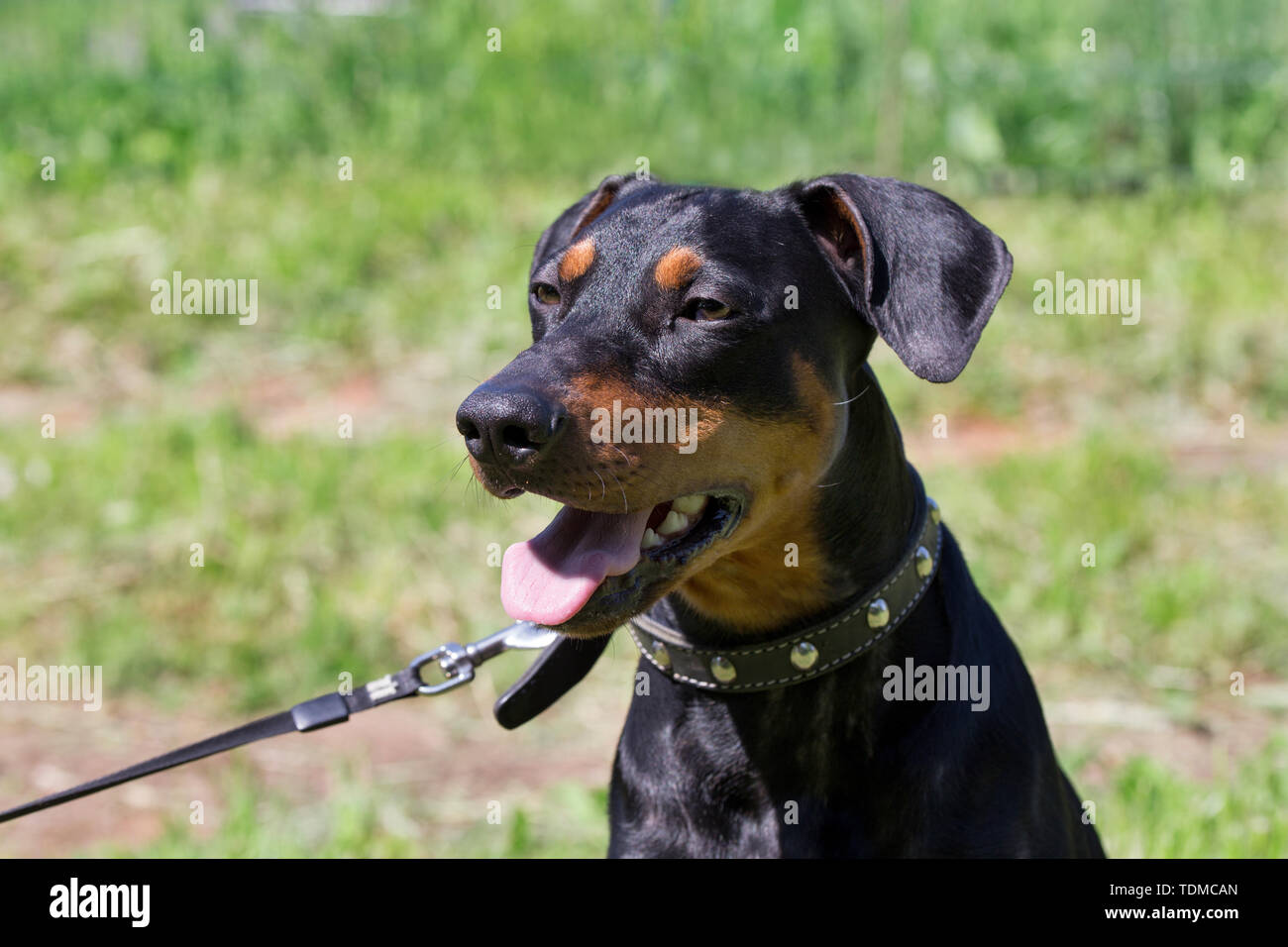 Süße Deutsche Pinscher Welpen hautnah. Heimtiere. Reinrassigen Hund. Stockfoto