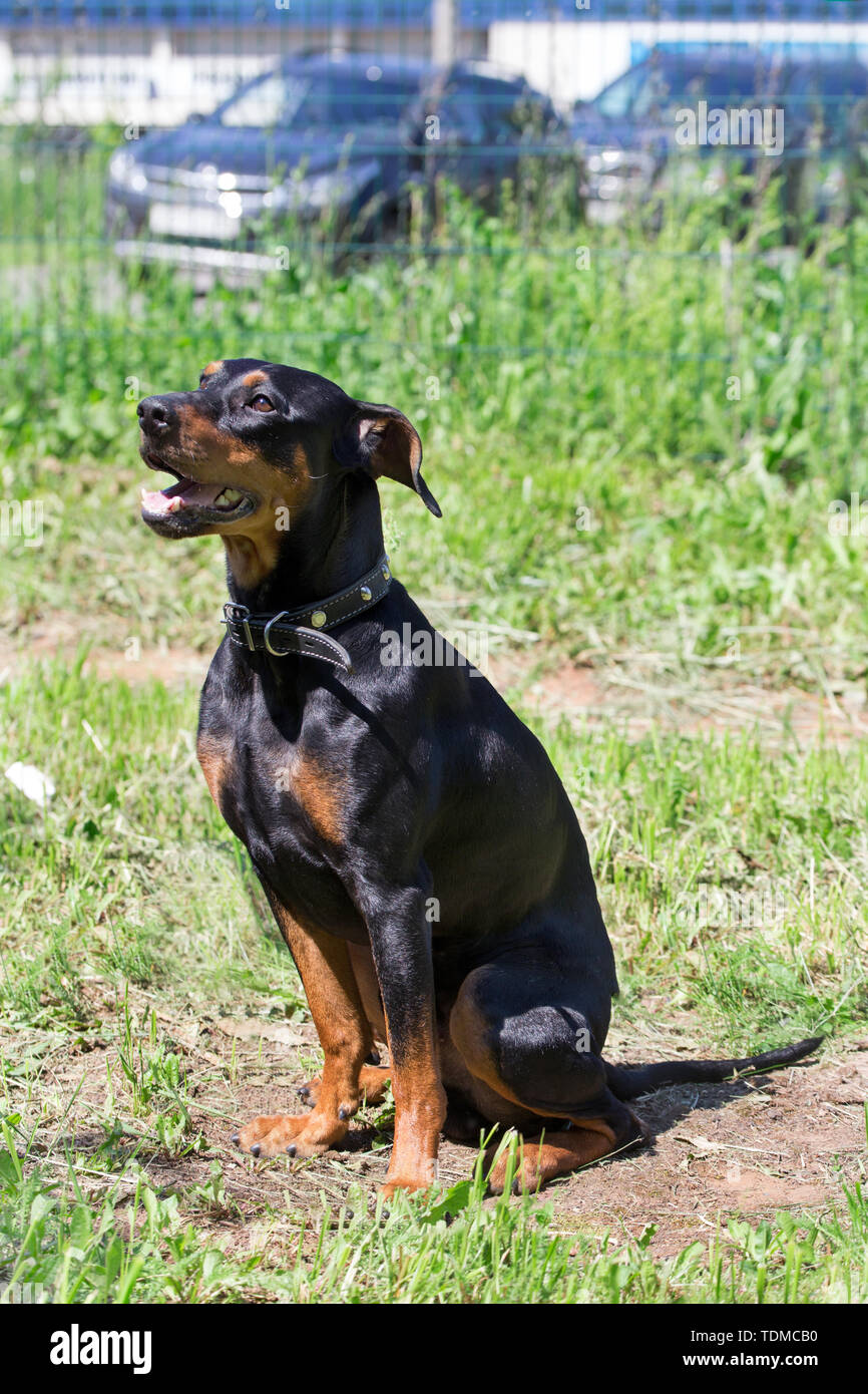 Deutsche Pinscher sitzt auf einer Frühlingswiese. Heimtiere. Reinrassigen Hund. Stockfoto