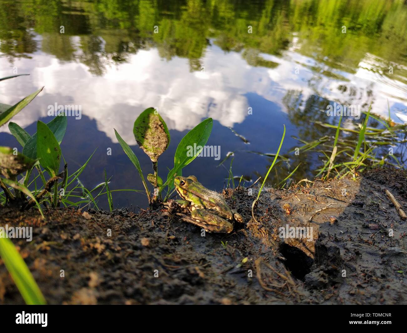 Schöne kleine Frosch. Frosch lebt in den See. Nahaufnahme. Stockfoto