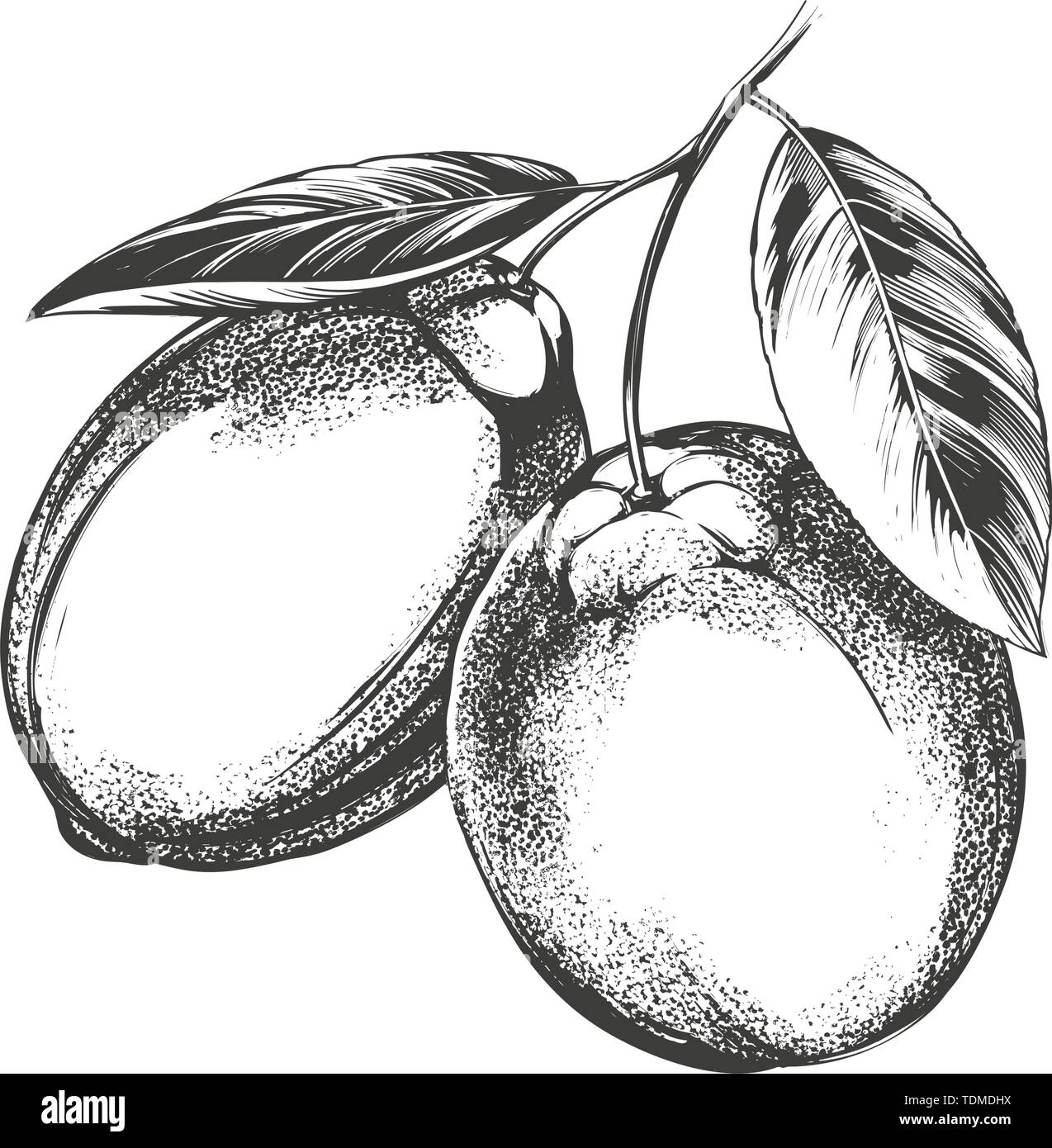 Obst Zitrone mit Blättern auf weißem Hintergrund Hand isoliert erstellt Vector Illustration realistische Skizze Stock Vektor