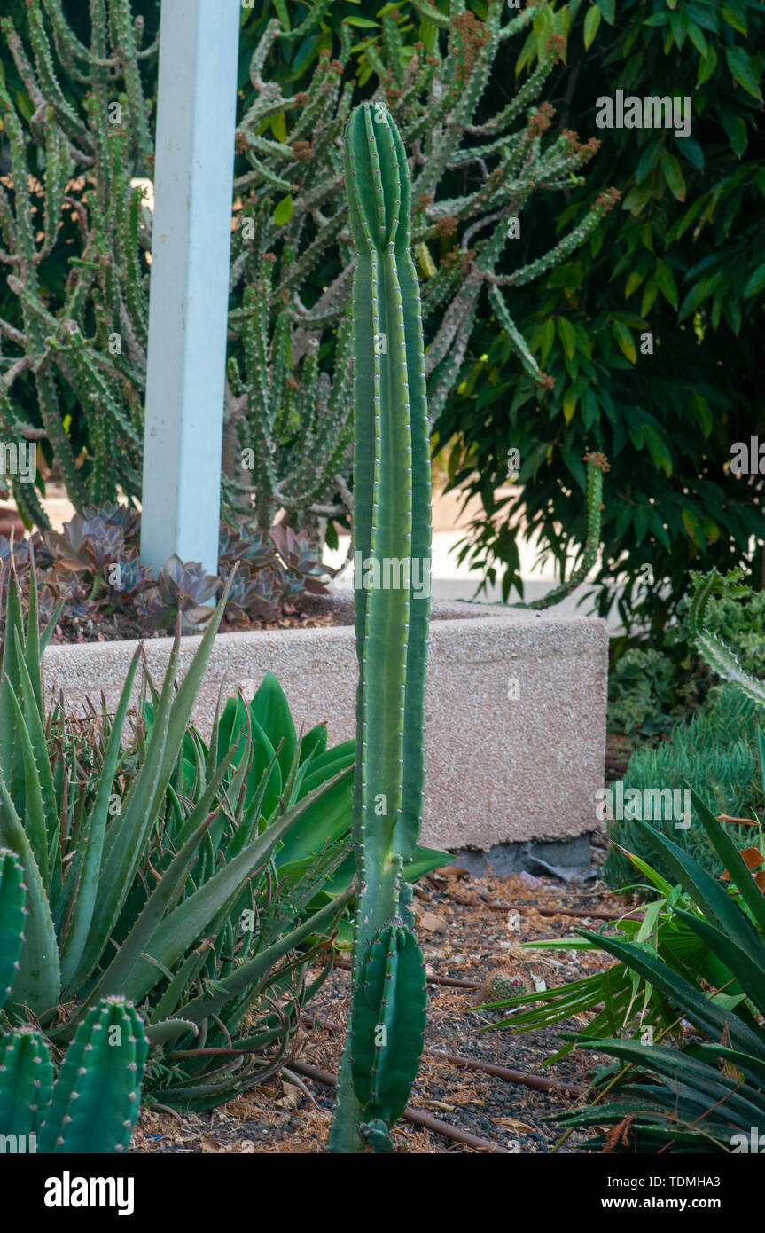 Kakteen und Sukkulenten Garten fotografiert in Tel Aviv, Israel im Mai  Stockfotografie - Alamy