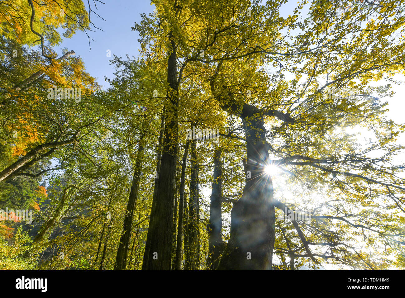 Tianmu Berg V, alten Ginkgo biloba in 12.000, lebende Fossilien zur gleichen Zeit wie die Dinosaurier. Stockfoto