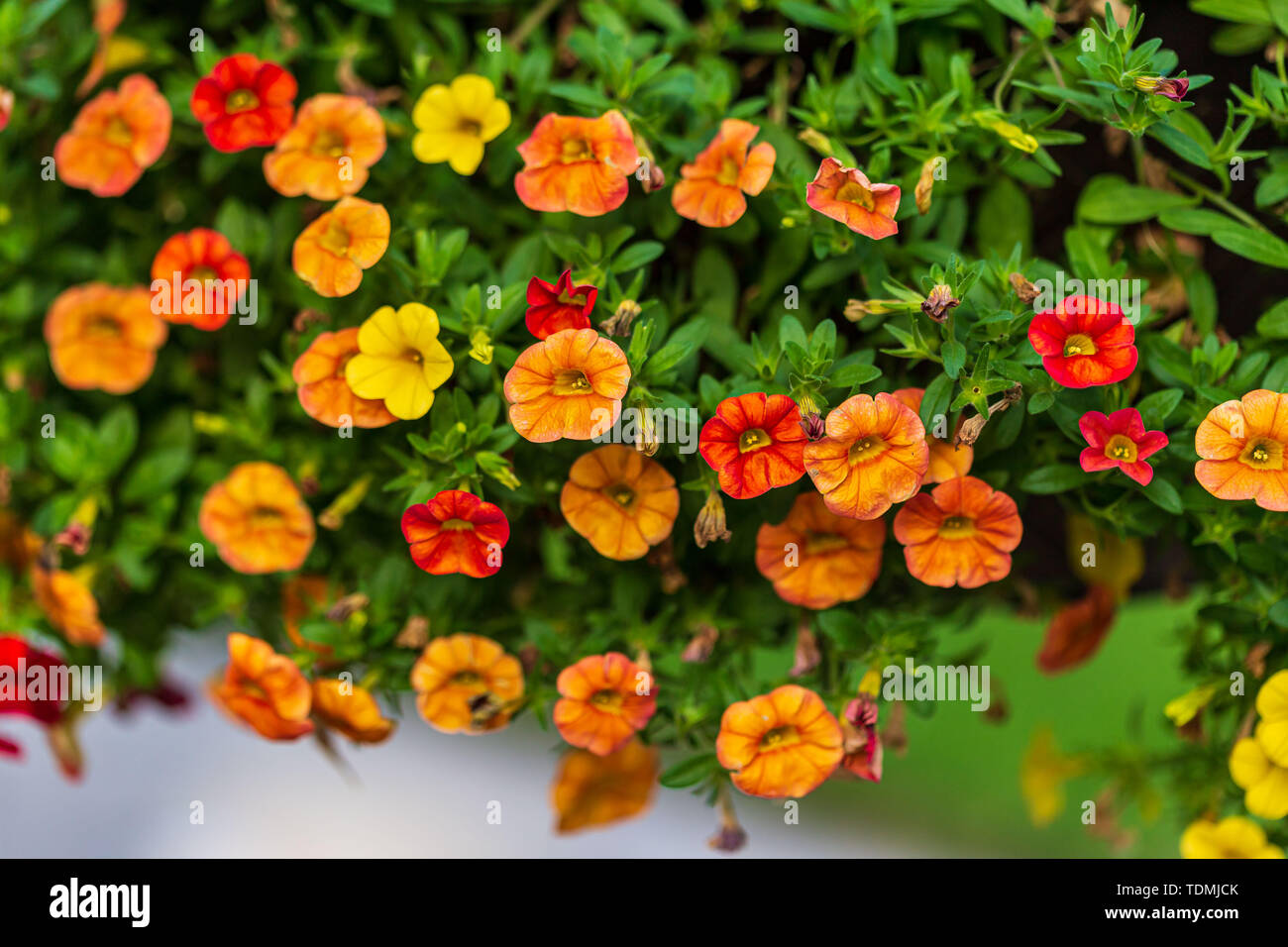 Eine Nahaufnahme von einem hängenden Korb von Millionen Glocken Blumen Stockfoto