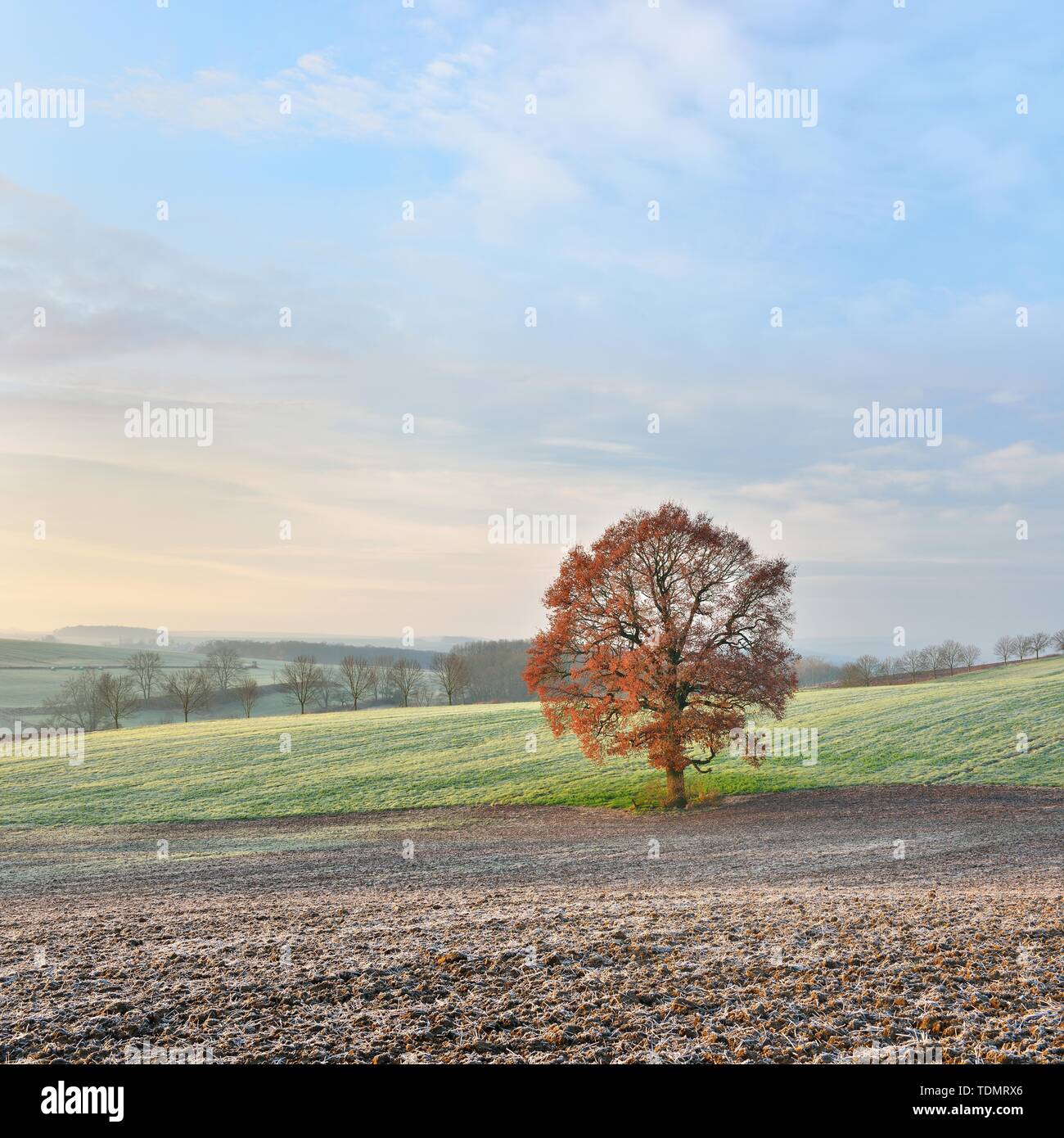 Einsame Eiche (Quercus) mit roten Herbstblätter, abgeernteten Feldern mit Raureif, Burgenlandkreis, Sachsen-Anhalt, Deutschland Stockfoto