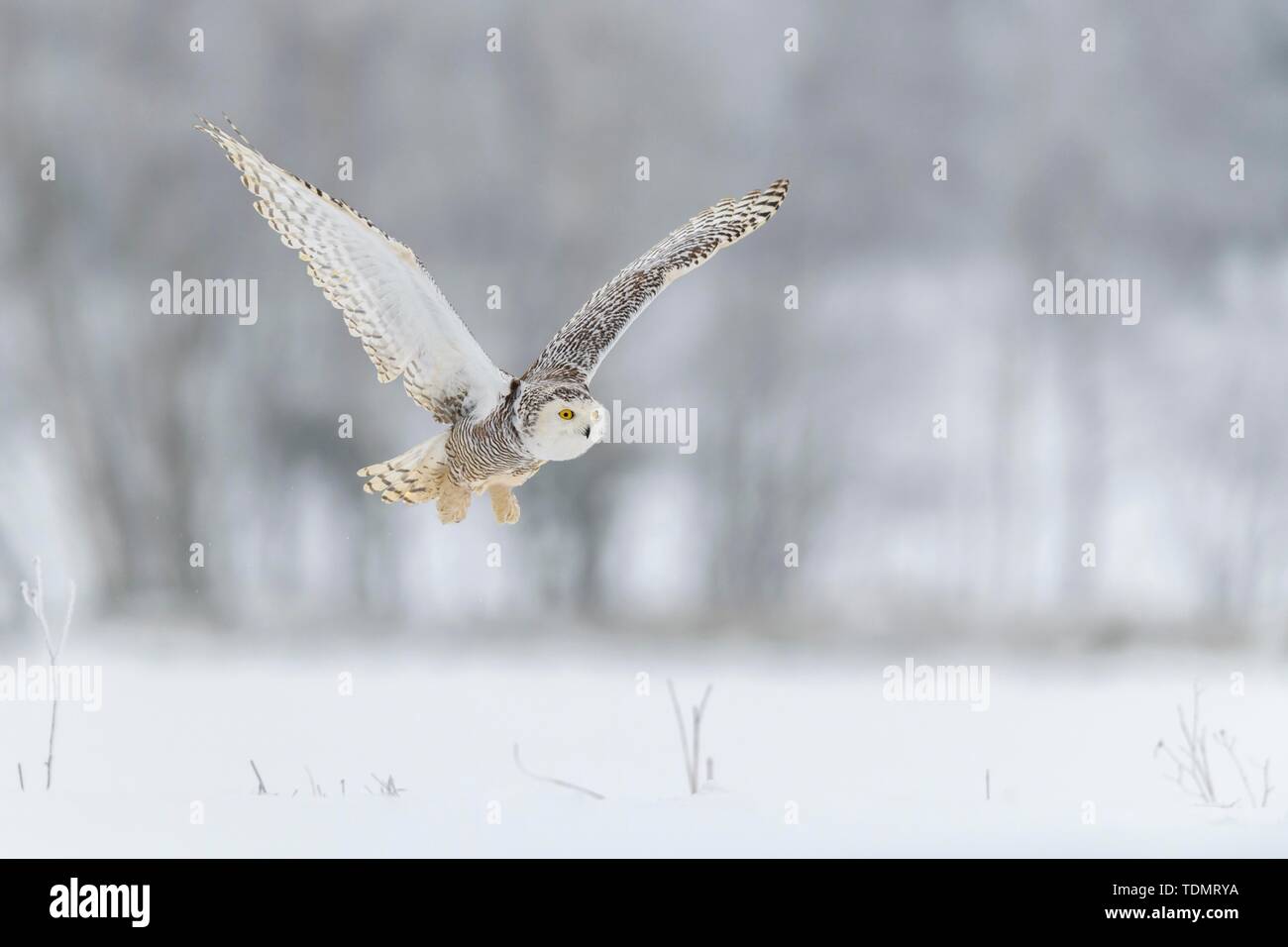 Schnee-eule (Bubo scandiacus), Fliegen in einer verschneiten Landschaft, Captive, Sumava Nationalpark Sumava, Tschechische Republik Stockfoto