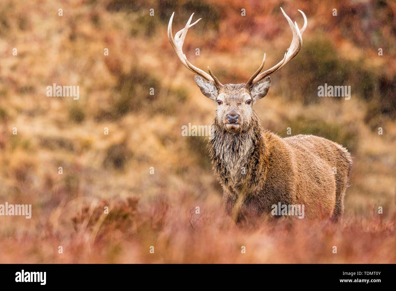Red Deer (Cervus elaphus) steht im Regen im Herbst Landschaft, Highlands, Schottland, Großbritannien Stockfoto