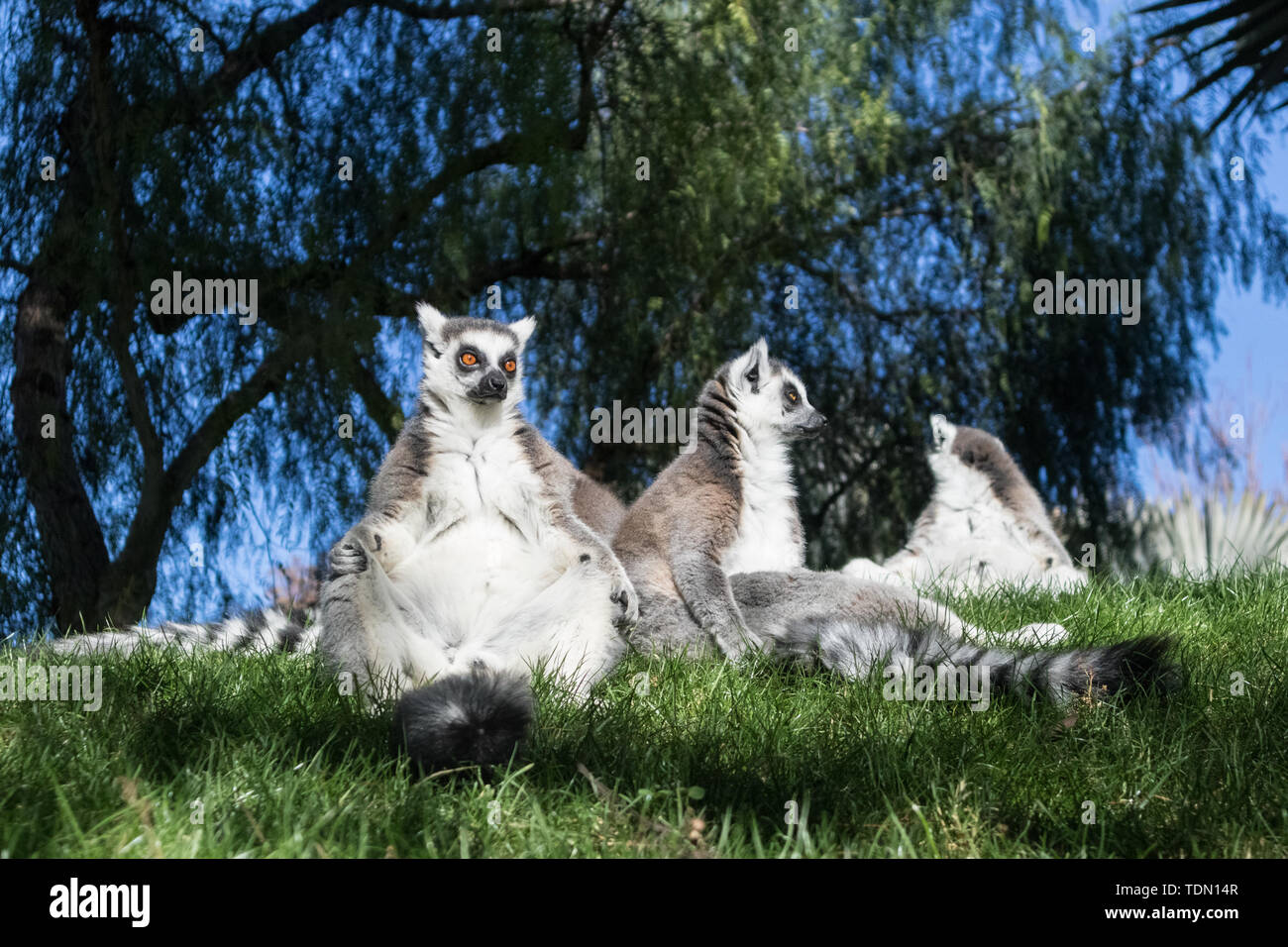 Familie der Lemuren Sonnenbaden auf dem Gras. Der Ring tailed Lemur, Lemur catta, ist ein großer strepsirrhine Primate und die am meisten anerkannte lemur Aufgrund Stockfoto