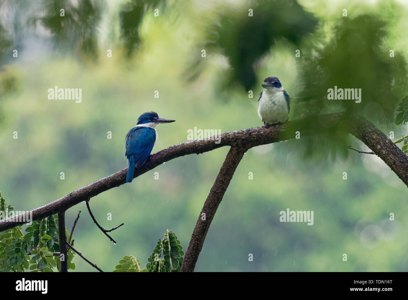 Collared Kingfisher - Todiramphus chloris Mittlere kingfisher Unterfamilie Halcyoninae, der Baum Eisvögel, die auch als Weiße - collared kingfi bekannt Stockfoto