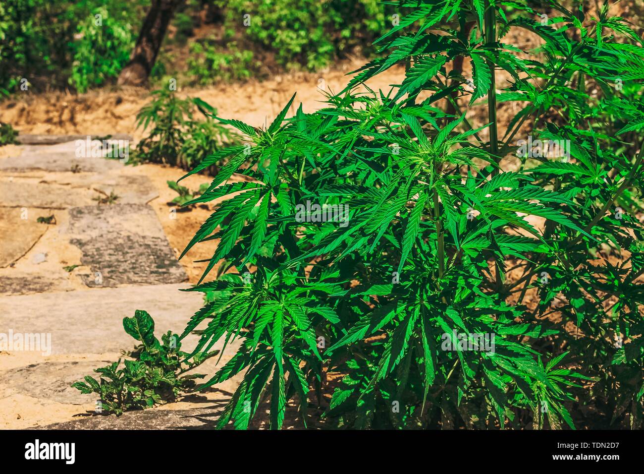 Grüne Gott Pflanzen aus Indien wachsen in trockenem Gelände Stockfoto