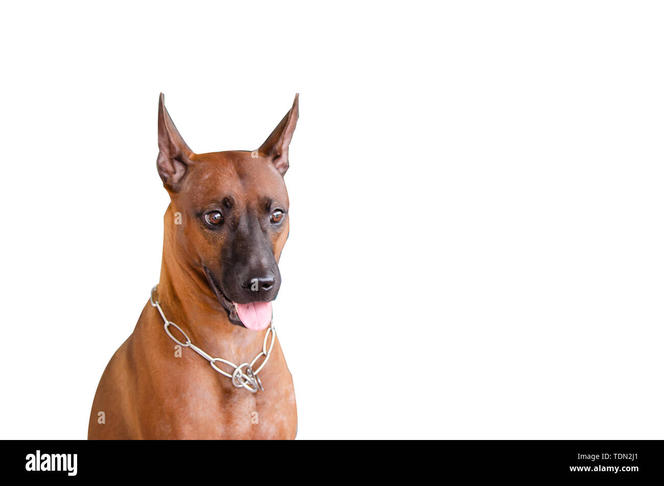 Thail Ridgeback Hund braun auf weißem Hintergrund. Stockfoto