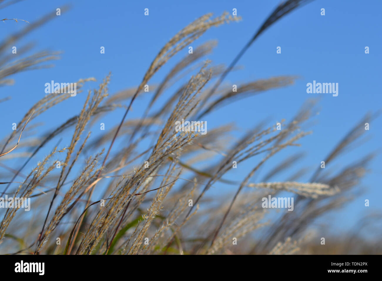 Die Schönheit der Natur in der russischen Region Primorski Stockfoto