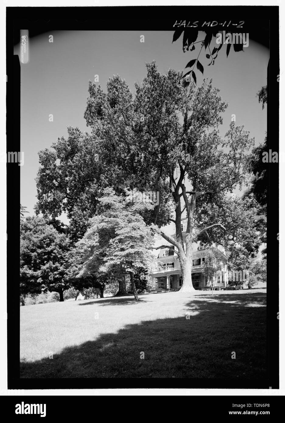 Perspektivische Ansicht der Bäume zu Haus suchen - Gambrill Haus Tulip Poplars, Hinter 4801 Urbana Hecht; die Front der Gambrill Haus, Frederick Frederick County, MD; Gambrill, James H.; O'Connor, Richard, Chief, Erbe Dokumentation Programme; Dolinsky, Paul D., Chief, historischer amerikanischer Landschaften Erhebung; Neal, Darwina, Chief, kulturellen Ressourcen, NPS National Capital Region; Beasley, der Freude, der kulturellen Ressourcen Manager, NPS Monocacy National Battlefield Stockfoto