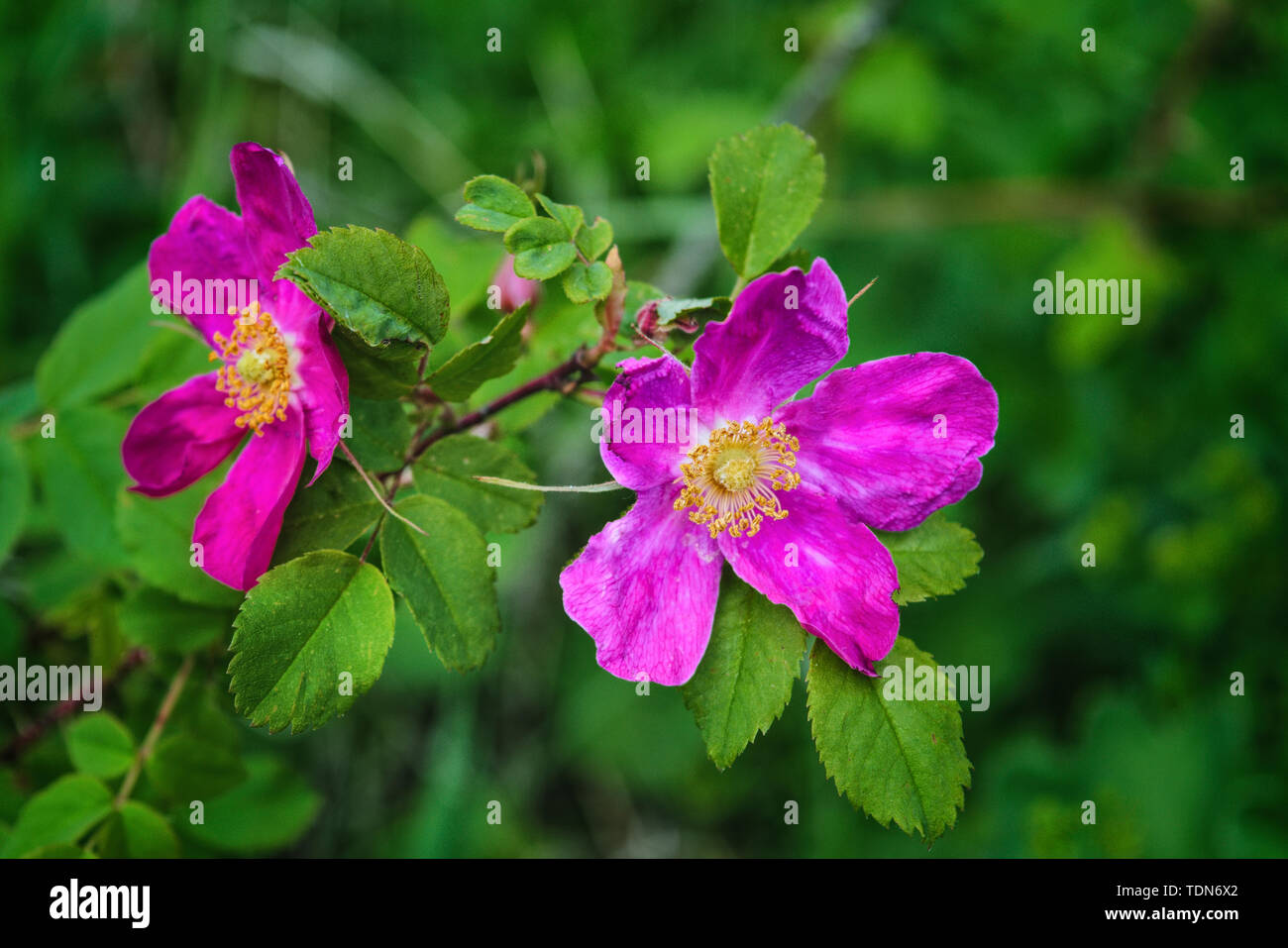 Niederlassungen der Blüte Hagebutten auf einem Hintergrund von Verschwommenes grün. Schönen natürlichen Hintergrund mit Blumen von einem dogrose. Stockfoto