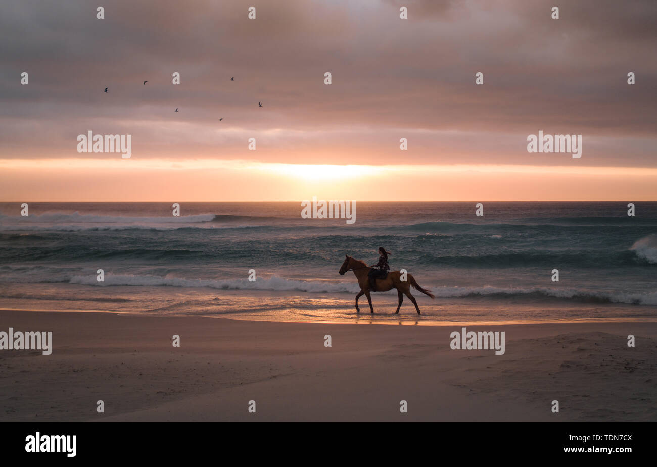 Junge Dame ein Pferd Reiten am Strand bei Sonnenuntergang. Frau Reiten entlang der Küste in Abend. Stockfoto