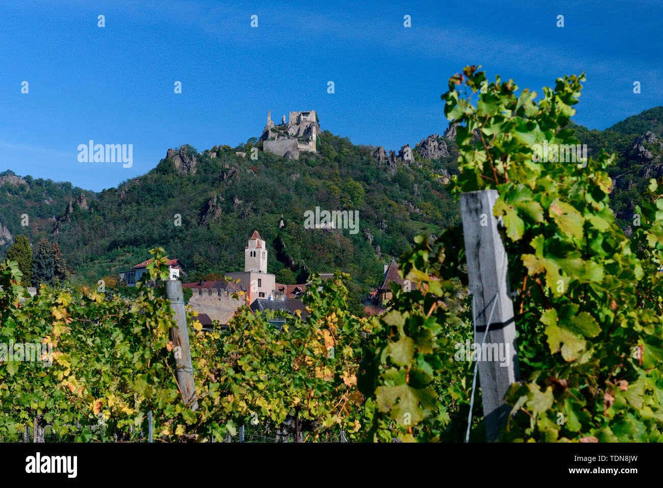 Die Ruine Dürnstein, Weinberge, Dürnstein, Wachau, Oesterreich, Europa Stockfoto