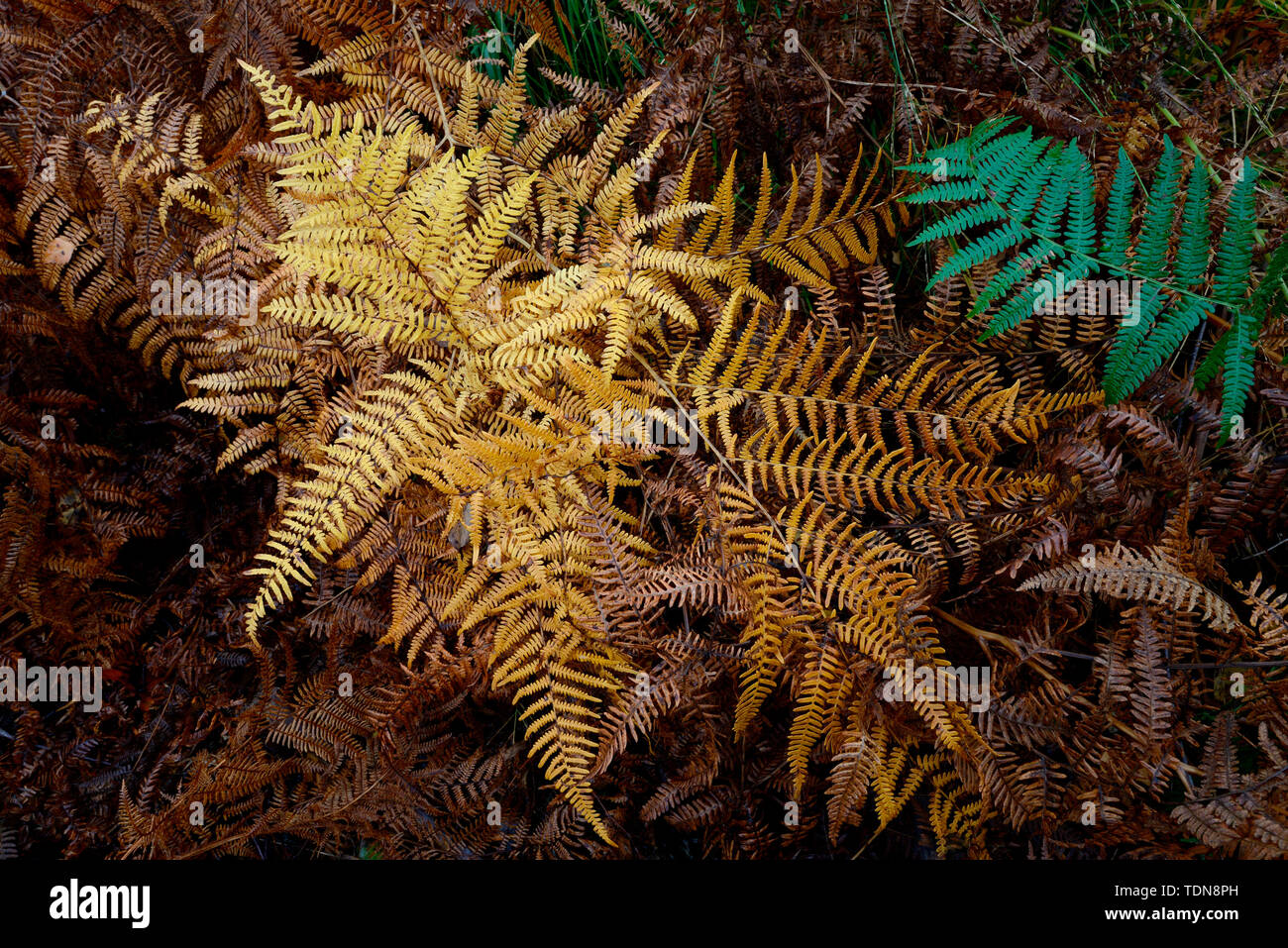 Im Herbst, Adlerfarn Pteridium aquilinum Stockfoto