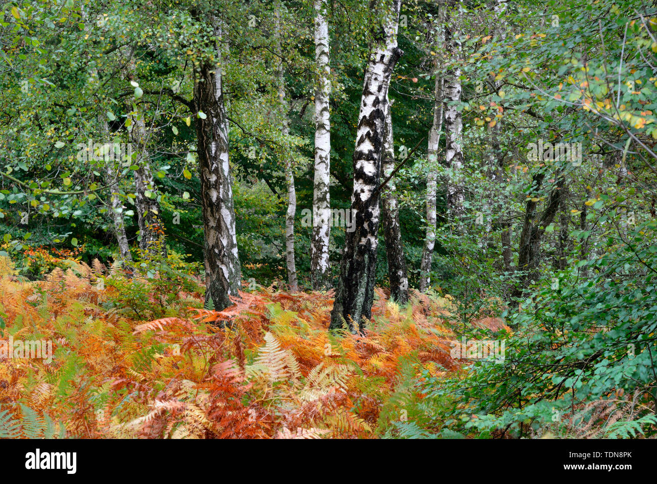 Birken und, Adlerfarn Pteridium aquilinum, Urwald Sababurg, Hessen, Deutschland, Europa, Betula spec. Stockfoto