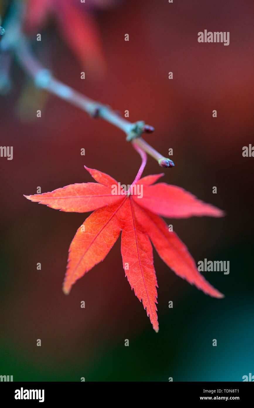 Rotes Ahornblatt einen Zweig, Acer palmatum, Fecherahorn Stockfoto