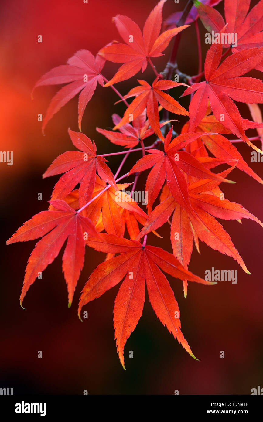 Ahornblaetter in Herbstfarben, Acer palmatum, Fecherahorn Stockfoto