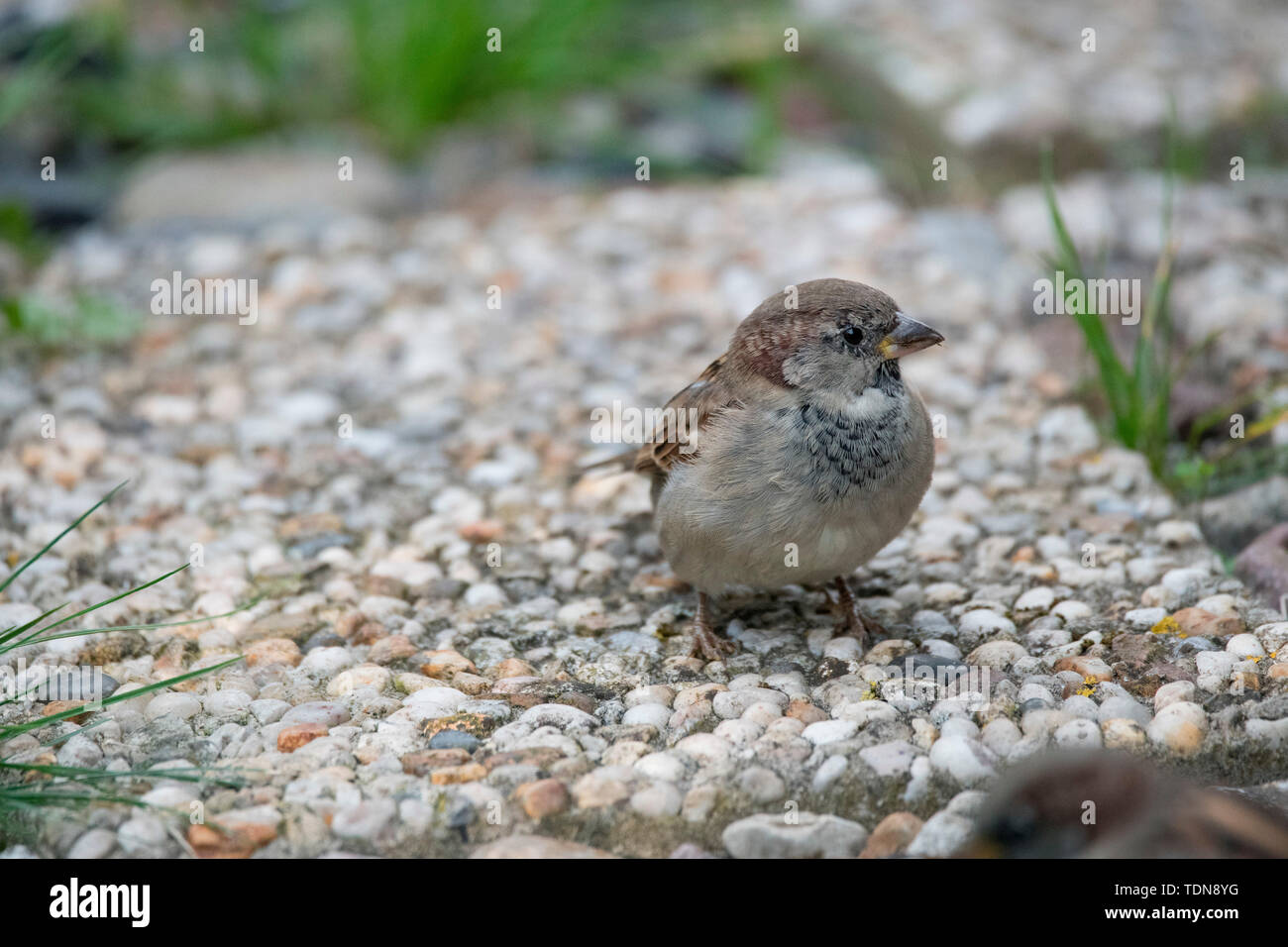 House sparrow, junge männliche, Nationalpark Vorpommersche Boddenlandschaft, Fischland-Darß-Zingst, Mecklenburg-Vorpommern, (Passer domesticus) Stockfoto