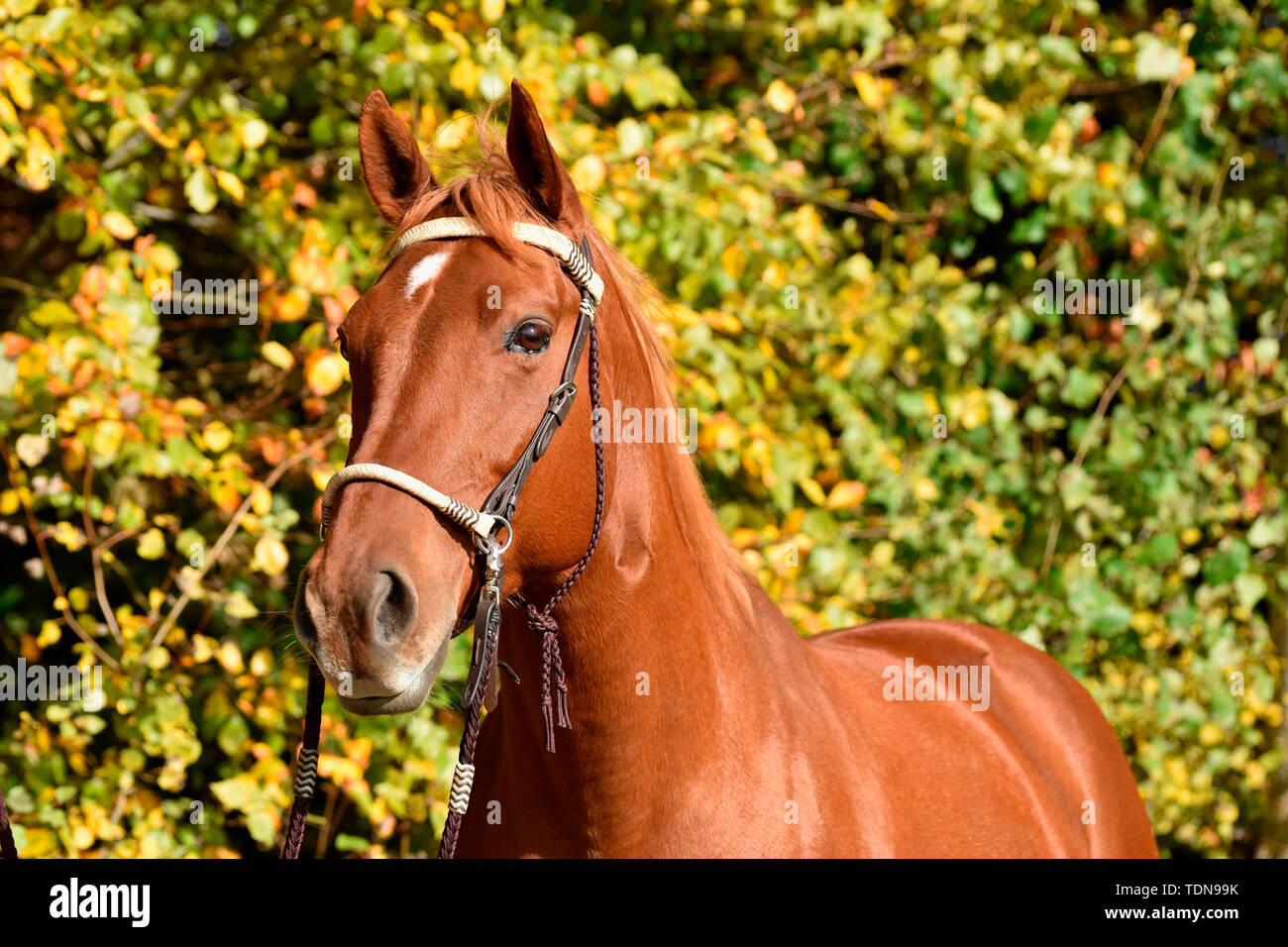 American Quarter Horse, Wallach, sorrell, gebisslosen Zäumung Stockfoto