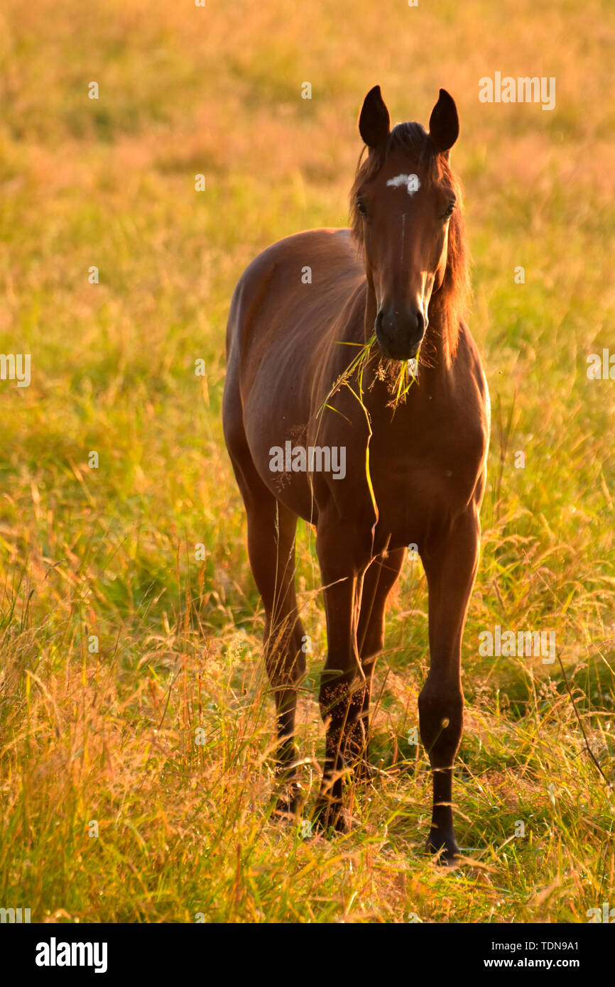 junges Pferd auf der Weide Stockfoto