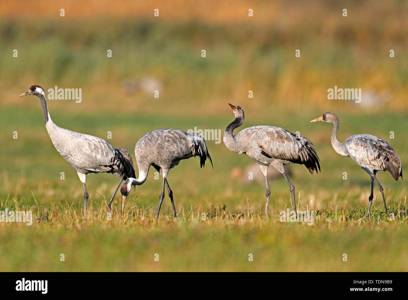 Kranich (Grus Grus), Wildlife, Nationalpark Vorpommersche Boddenlandschaft, Mecklenburg-Vorpommern, Deutschland Stockfoto