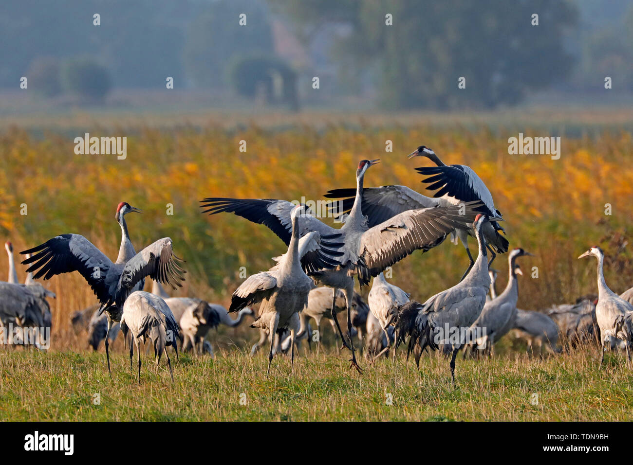 Kranich (Grus Grus), Wildlife, Nationalpark Vorpommersche Boddenlandschaft, Mecklenburg-Vorpommern, Deutschland Stockfoto